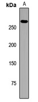 GBF1 Rabbit Polyclonal Antibody
