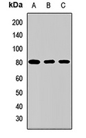 SLC13A2 Rabbit Polyclonal Antibody