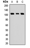 TCEB3B Rabbit Polyclonal Antibody