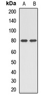 PTCD3 Antibody