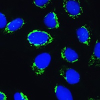 PTCD3 Antibody