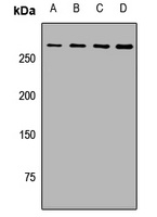 ATG2B Antibody