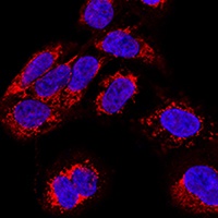 TEFM antibody