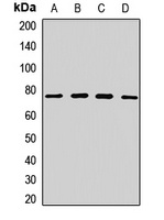ZNF408 Antibody