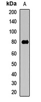 Siglec 12 Rabbit Polyclonal Antibody