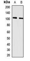 GPRC6A Rabbit Polyclonal Antibody
