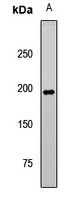 PI3K C2 alpha Rabbit Polyclonal Antibody