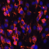 Anti-PI3K C2 alpha Antibody