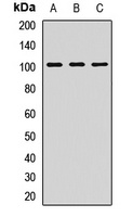 SAP97 Antibody