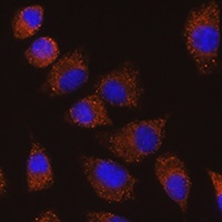 Anti-SAP97 Antibody