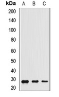 CHCHD3 Antibody