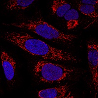 CHCHD3 Antibody