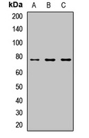 CIRH1A Antibody