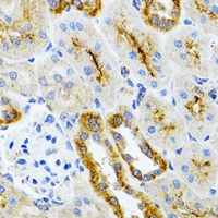 AIFM3 antibody