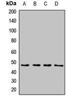 Syndapin-3 Rabbit Polyclonal Antibody