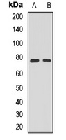 Septin 9 Rabbit Polyclonal Antibody