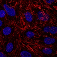 Anti-Septin 9 Antibody