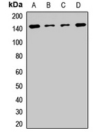 Symplekin Rabbit Polyclonal Antibody