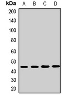 FNTA Rabbit Polyclonal Antibody