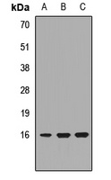 POMP Rabbit Polyclonal Antibody