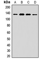 Nardilysin Rabbit Polyclonal Antibody