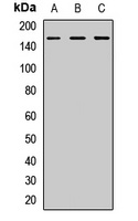 SUPT5H Rabbit Polyclonal Antibody