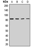 Sec10 Rabbit Polyclonal Antibody