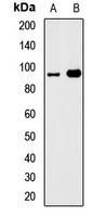 GTF3C4 Antibody