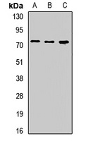 LISCH Antibody