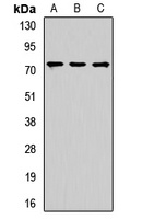 NUMB Rabbit Polyclonal Antibody