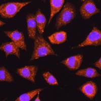 Anti-IMPDH1 Antibody