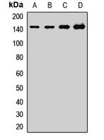 WDR33 Rabbit Polyclonal Antibody