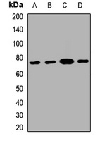GATAD2B Rabbit Polyclonal Antibody