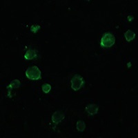 Anti-NOXA Antibody