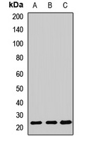 Cyclophilin C Rabbit Polyclonal Antibody