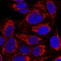 Anti-MRPS16 Antibody