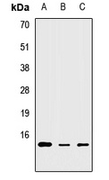 MRPS6 Antibody