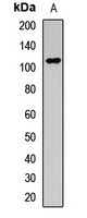 GLDC Rabbit Polyclonal Antibody