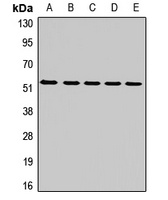 MT-ND4 Antibody