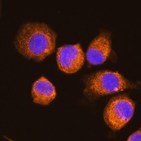 NAGA antibody