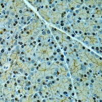 SERPINF2 antibody