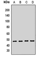 SETD7 Antibody