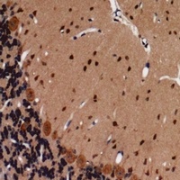 CD144 (Phospho-Y731) Antibody