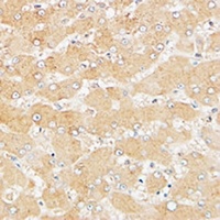 ATG4D antibody