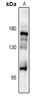 IRS2 Antibody
