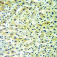 AVP Antibody