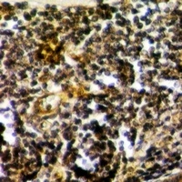 Anti-RPS15 Antibody