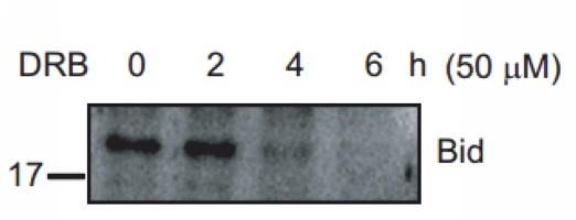 BID p11 Antibody