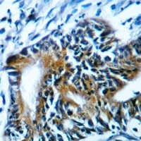 SFXN4 Antibody