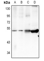 TRIM59 Antibody